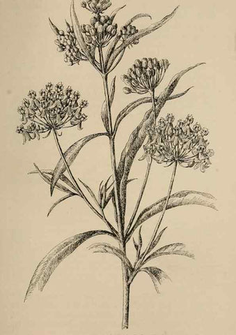 Reproducción/Reproduction 7176861558: The wild flowers of California;. San Francisco,Payot, Upham, & company,1902.