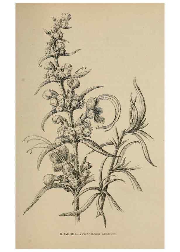 Reproducción/Reproduction 7176863128: The wild flowers of California;. San Francisco,Payot, Upham, & company,1902.