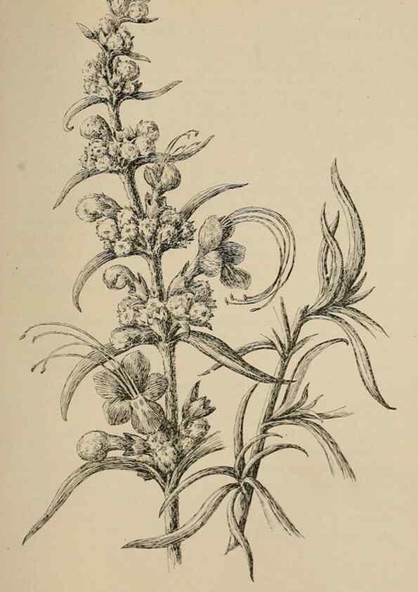 Reproducción/Reproduction 7176863128: The wild flowers of California;. San Francisco,Payot, Upham, & company,1902.