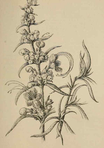Reproducción/Reproduction 7176863128: The wild flowers of California;. San Francisco,Payot, Upham, & company,1902.