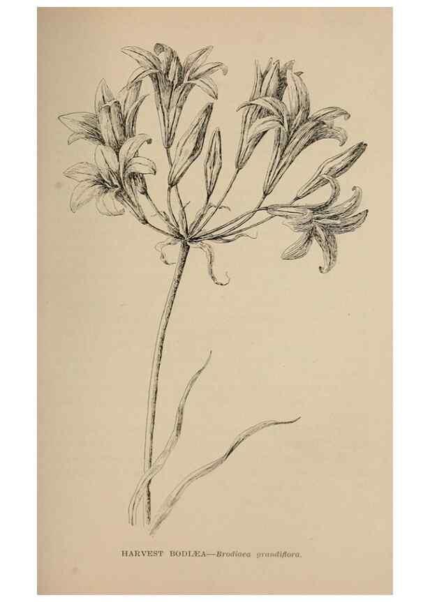Reproducción/Reproduction 7176864516: The wild flowers of California;. San Francisco,Payot, Upham, & company,1902.