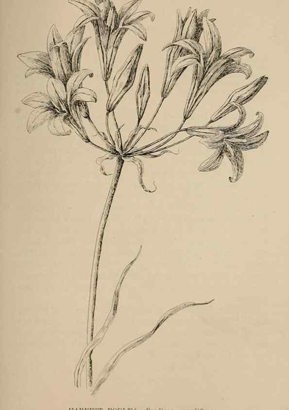 Reproducción/Reproduction 7176864516: The wild flowers of California;. San Francisco,Payot, Upham, & company,1902.