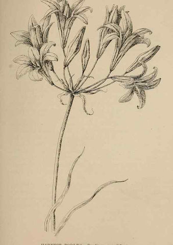Reproducción/Reproduction 7176864516: The wild flowers of California;. San Francisco,Payot, Upham, & company,1902.