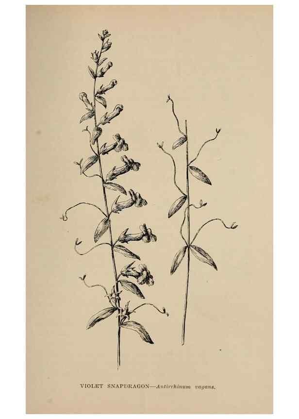 Reproducción/Reproduction 7176865818: The wild flowers of California;. San Francisco,Payot, Upham, & company,1902.
