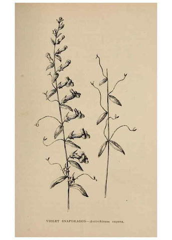 Reproducción/Reproduction 7176865818: The wild flowers of California;. San Francisco,Payot, Upham, & company,1902.