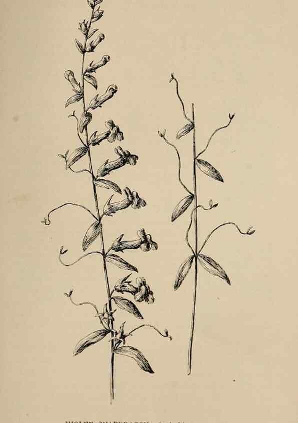 Reproducción/Reproduction 7176865818: The wild flowers of California;. San Francisco,Payot, Upham, & company,1902.