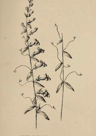 Reproducción/Reproduction 7176865818: The wild flowers of California;. San Francisco,Payot, Upham, & company,1902.