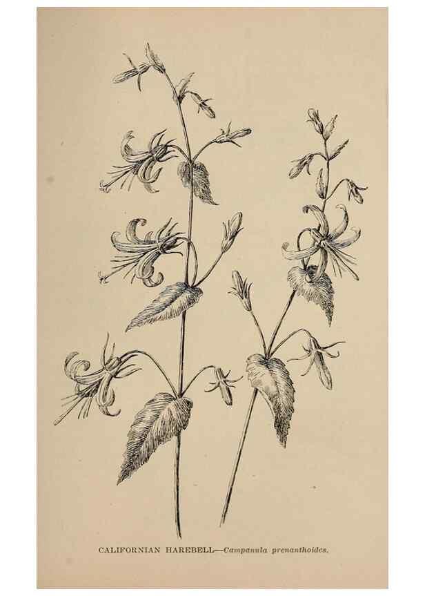 Reproducción/Reproduction 7176867310: The wild flowers of California;. San Francisco,Payot, Upham, & company,1902.