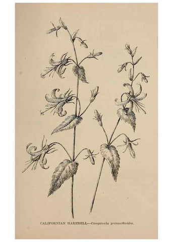 Reproducción/Reproduction 7176867310: The wild flowers of California;. San Francisco,Payot, Upham, & company,1902.