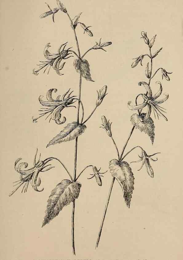 Reproducción/Reproduction 7176867310: The wild flowers of California;. San Francisco,Payot, Upham, & company,1902.