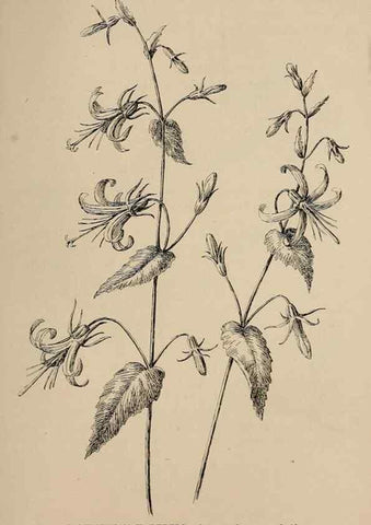 Reproducción/Reproduction 7176867310: The wild flowers of California;. San Francisco,Payot, Upham, & company,1902.