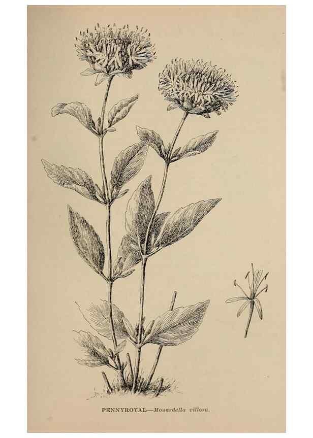 Reproducción/Reproduction 7176868806: The wild flowers of California;. San Francisco,Payot, Upham, & company,1902.
