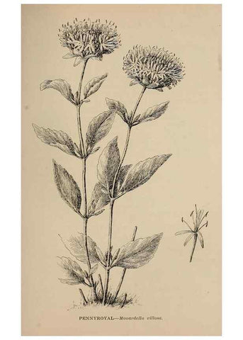 Reproducción/Reproduction 7176868806: The wild flowers of California;. San Francisco,Payot, Upham, & company,1902.