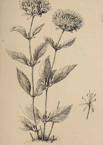 Reproducción/Reproduction 7176868806: The wild flowers of California;. San Francisco,Payot, Upham, & company,1902.
