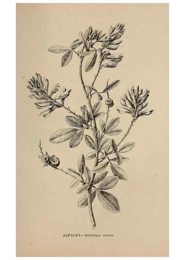 Reproducción/Reproduction 7176870088: The wild flowers of California;. San Francisco,Payot, Upham, & company,1902.