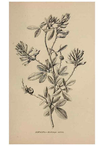 Reproducción/Reproduction 7176870088: The wild flowers of California;. San Francisco,Payot, Upham, & company,1902.