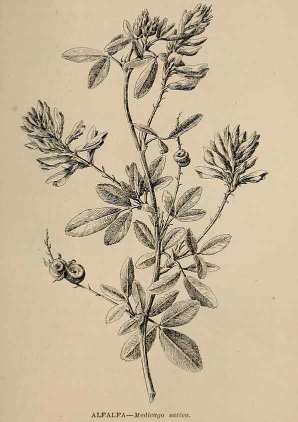 Reproducción/Reproduction 7176870088: The wild flowers of California;. San Francisco,Payot, Upham, & company,1902.