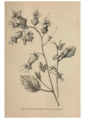 Reproducción/Reproduction 7176846466: The wild flowers of California;. San Francisco,Payot, Upham, & company,1902.