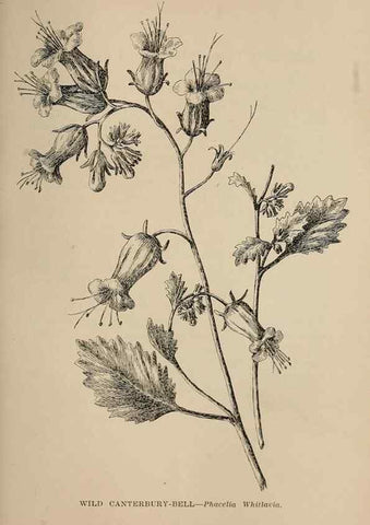 Reproducción/Reproduction 7176846466: The wild flowers of California;. San Francisco,Payot, Upham, & company,1902.