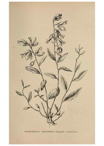 Reproducción/Reproduction 7176845078: The wild flowers of California;. San Francisco,Payot, Upham, & company,1902.