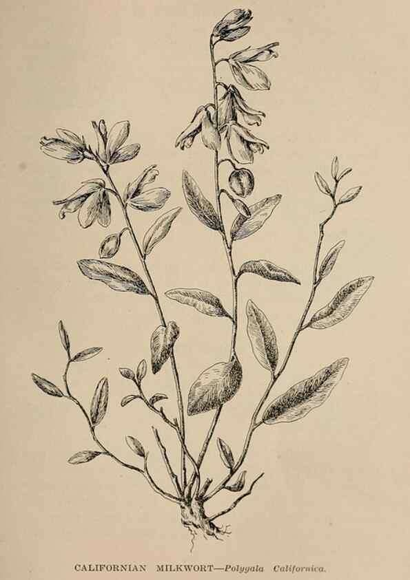 Reproducción/Reproduction 7176845078: The wild flowers of California;. San Francisco,Payot, Upham, & company,1902.