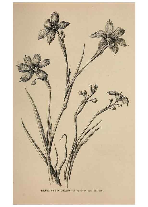 Reproducción/Reproduction 7176843886: The wild flowers of California;. San Francisco,Payot, Upham, & company,1902.
