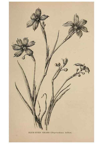 Reproducción/Reproduction 7176843886: The wild flowers of California;. San Francisco,Payot, Upham, & company,1902.