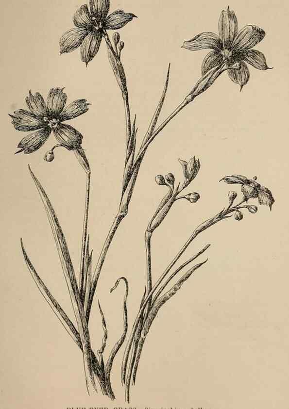 Reproducción/Reproduction 7176843886: The wild flowers of California;. San Francisco,Payot, Upham, & company,1902.