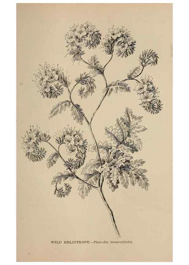 Reproducción/Reproduction 7176842078: The wild flowers of California;. San Francisco,Payot, Upham, & company,1902.