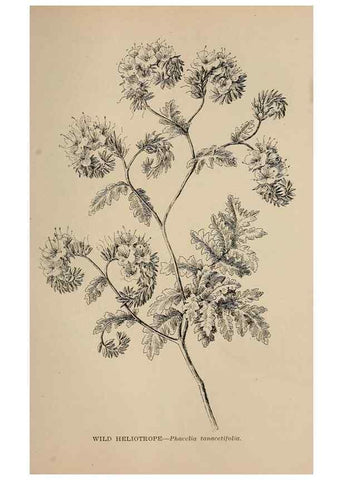 Reproducción/Reproduction 7176842078: The wild flowers of California;. San Francisco,Payot, Upham, & company,1902.