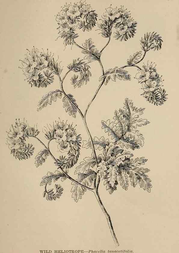 Reproducción/Reproduction 7176842078: The wild flowers of California;. San Francisco,Payot, Upham, & company,1902.