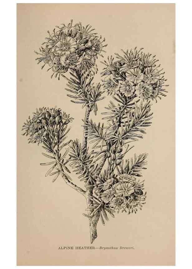 Reproducción/Reproduction 7176817054: The wild flowers of California;. San Francisco,Payot, Upham, & company,1902.