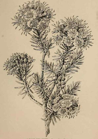 Reproducción/Reproduction 7176817054: The wild flowers of California;. San Francisco,Payot, Upham, & company,1902.