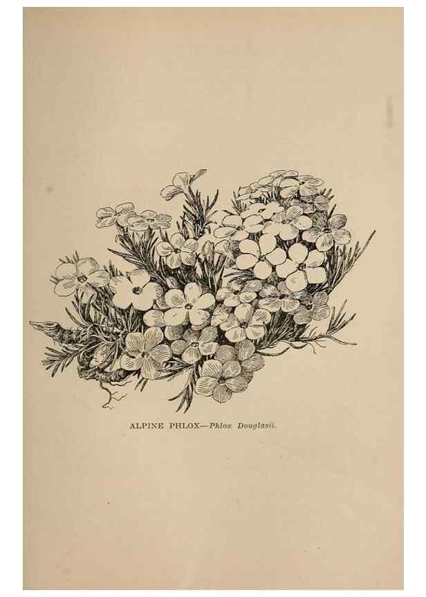 Reproducción/Reproduction 7176818466: The wild flowers of California;. San Francisco,Payot, Upham, & company,1902.