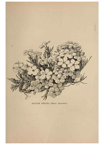 Reproducción/Reproduction 7176818466: The wild flowers of California;. San Francisco,Payot, Upham, & company,1902.