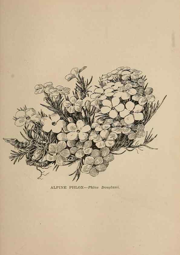 Reproducción/Reproduction 7176818466: The wild flowers of California;. San Francisco,Payot, Upham, & company,1902.