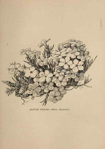 Reproducción/Reproduction 7176818466: The wild flowers of California;. San Francisco,Payot, Upham, & company,1902.