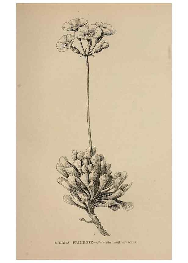 Reproducción/Reproduction 7176820286: The wild flowers of California;. San Francisco,Payot, Upham, & company,1902.
