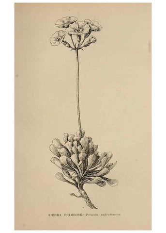Reproducción/Reproduction 7176820286: The wild flowers of California;. San Francisco,Payot, Upham, & company,1902.