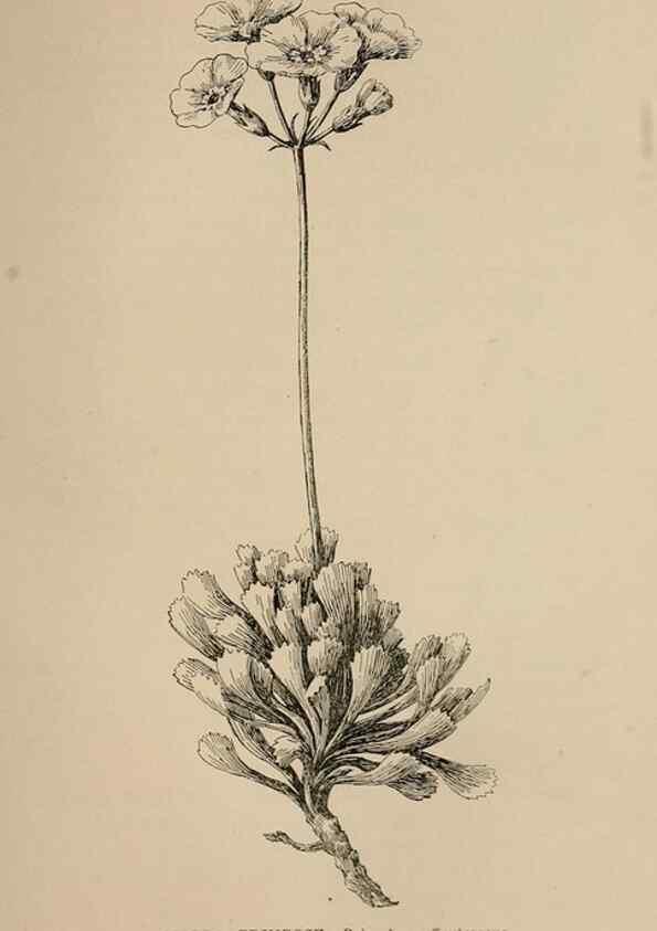 Reproducción/Reproduction 7176820286: The wild flowers of California;. San Francisco,Payot, Upham, & company,1902.