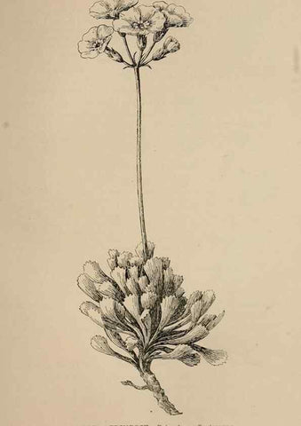 Reproducción/Reproduction 7176820286: The wild flowers of California;. San Francisco,Payot, Upham, & company,1902.