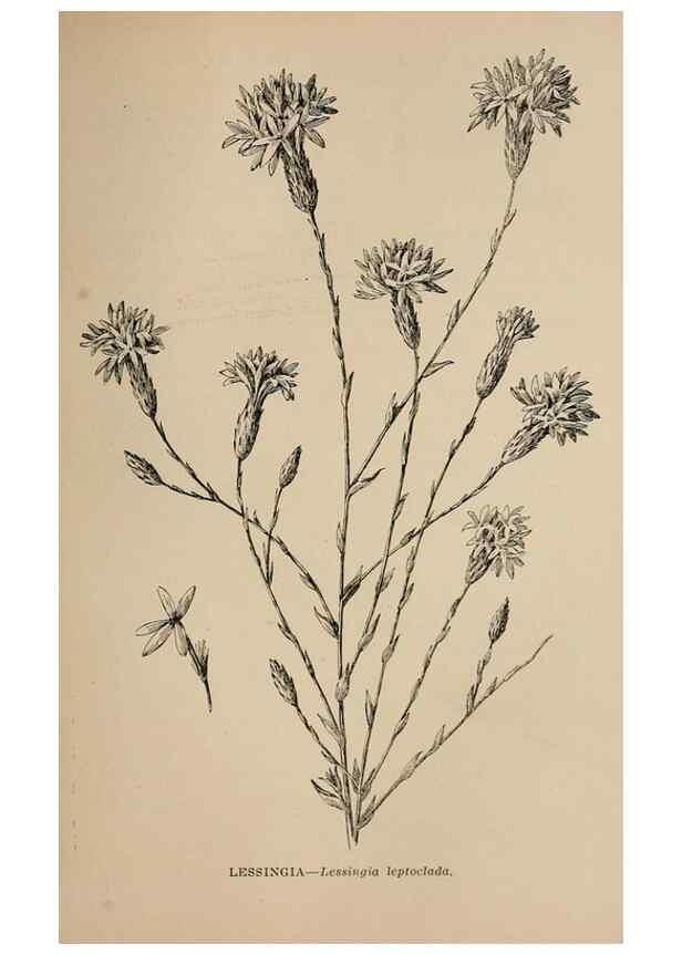Reproducción/Reproduction 7176822002: The wild flowers of California;. San Francisco,Payot, Upham, & company,1902.