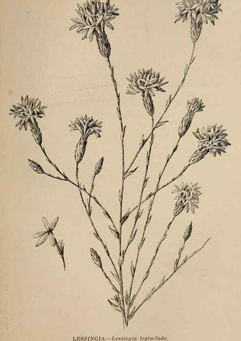 Reproducción/Reproduction 7176822002: The wild flowers of California;. San Francisco,Payot, Upham, & company,1902.