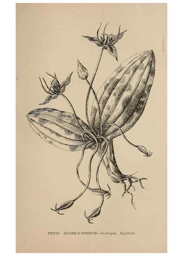 Reproducción/Reproduction 7176823624: The wild flowers of California;. San Francisco,Payot, Upham, & company,1902.