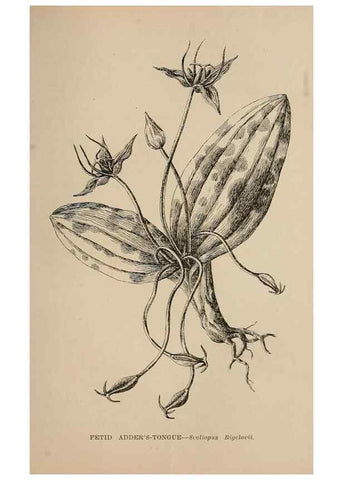 Reproducción/Reproduction 7176823624: The wild flowers of California;. San Francisco,Payot, Upham, & company,1902.