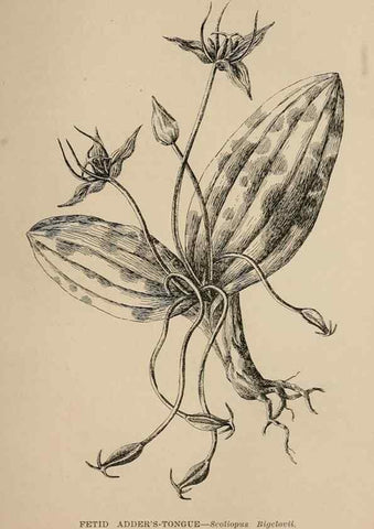Reproducción/Reproduction 7176823624: The wild flowers of California;. San Francisco,Payot, Upham, & company,1902.