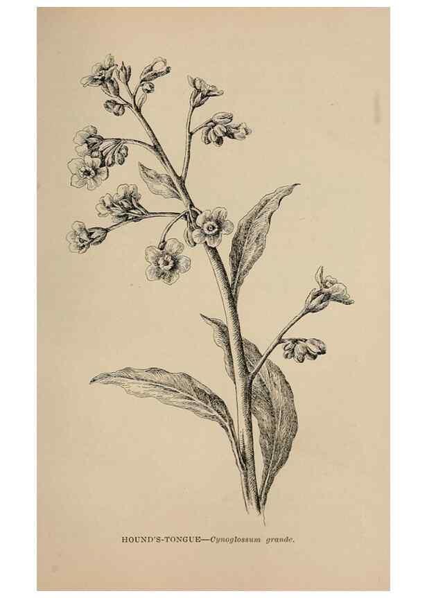 Reproducción/Reproduction 7176825364: The wild flowers of California;. San Francisco,Payot, Upham, & company,1902.