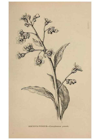 Reproducción/Reproduction 7176825364: The wild flowers of California;. San Francisco,Payot, Upham, & company,1902.