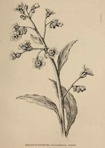 Reproducción/Reproduction 7176825364: The wild flowers of California;. San Francisco,Payot, Upham, & company,1902.