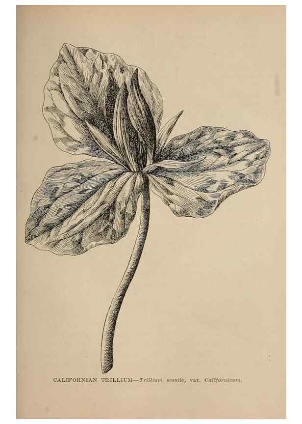 Reproducción/Reproduction 7176826856: The wild flowers of California;. San Francisco,Payot, Upham, & company,1902.